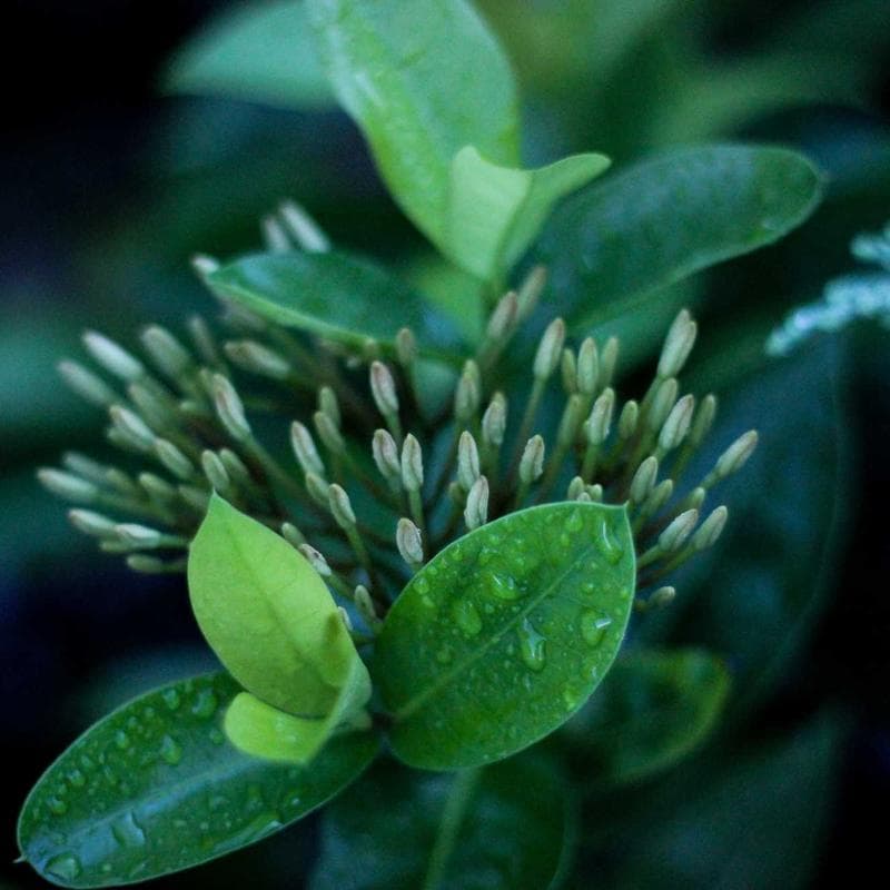 Aquaphor Baby Healing Ointment - Image 3