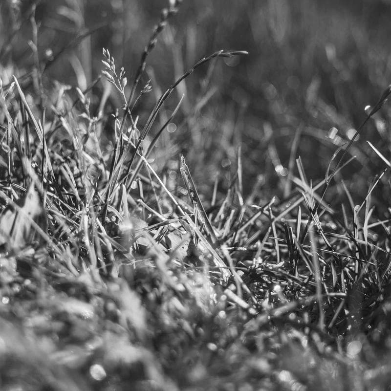 Burt's Bees Baby Organic Burp Cloths (5-pack) - Image 4