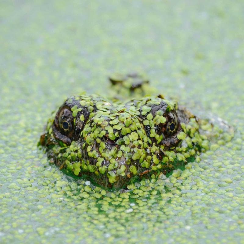 DaVinci Kalani 3-Drawer Dresser