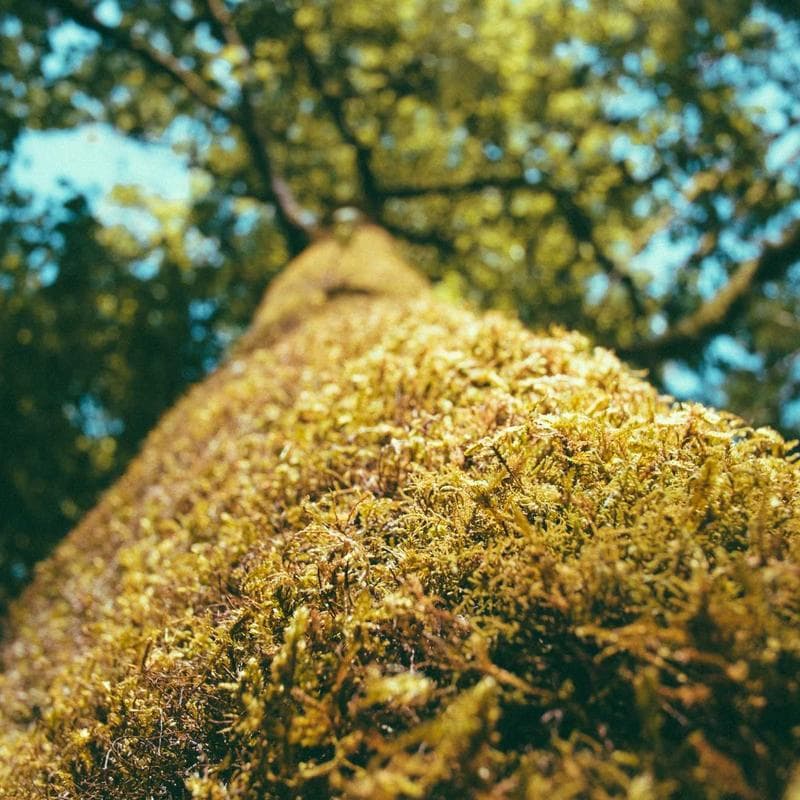 Enfamil Poly-Vi-Sol Multivitamin Drops (50 mL) - Image 3