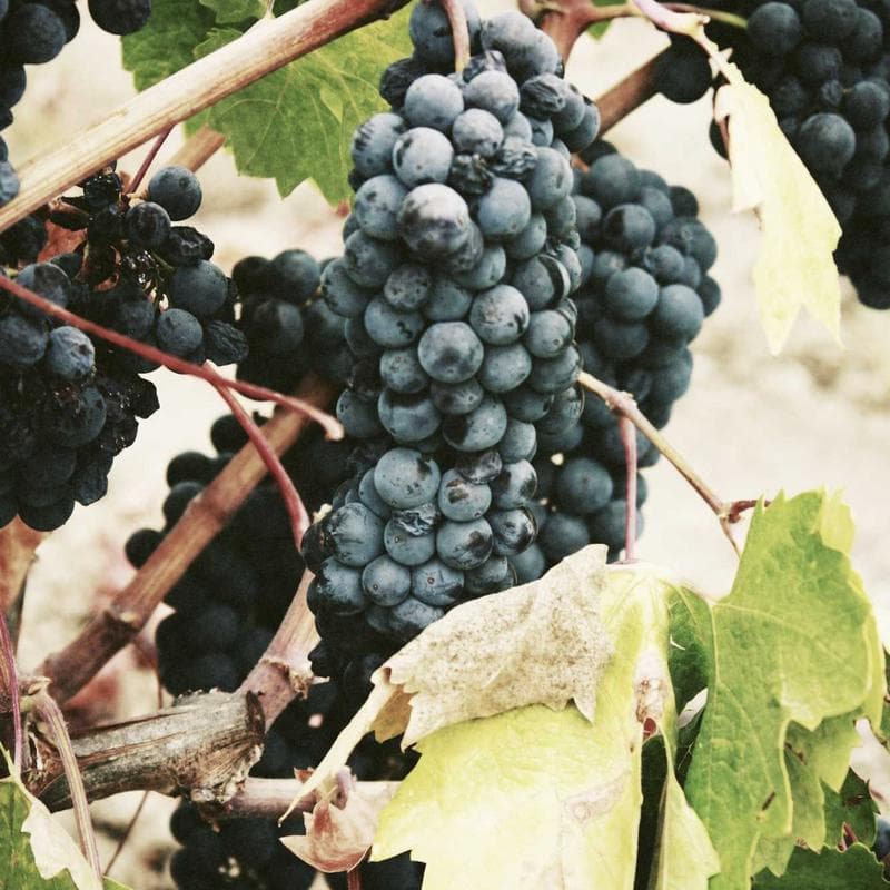 Graco Benton 4-in-1 Convertible Crib