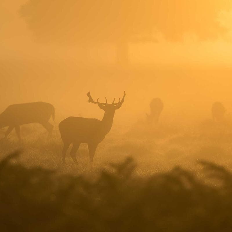 Graco DuetSoothe Swing & Rocker - Image 3