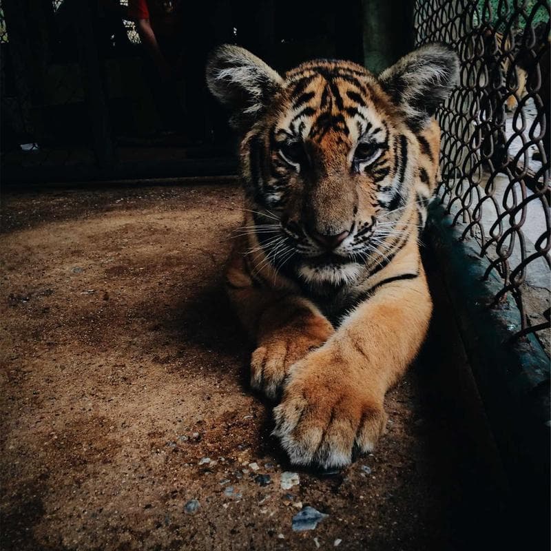 Happy Baby Organic Stage 2 Pouches (8-pack) - Image 2