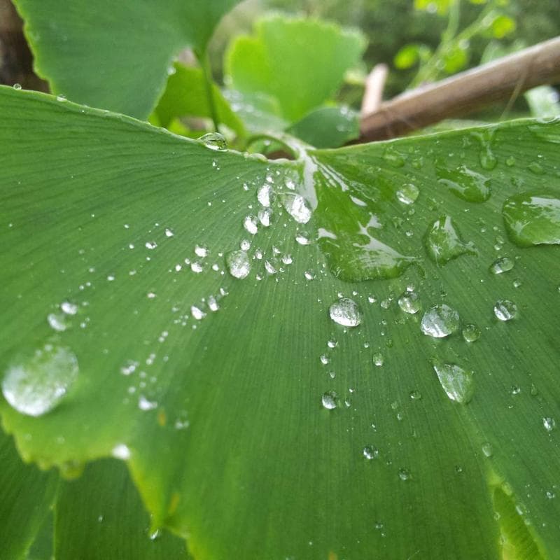 Mega Bloks First Builders Big Building Bag (80 pcs)