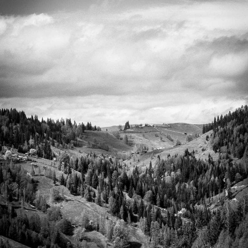 Native Shoes Jefferson Kids