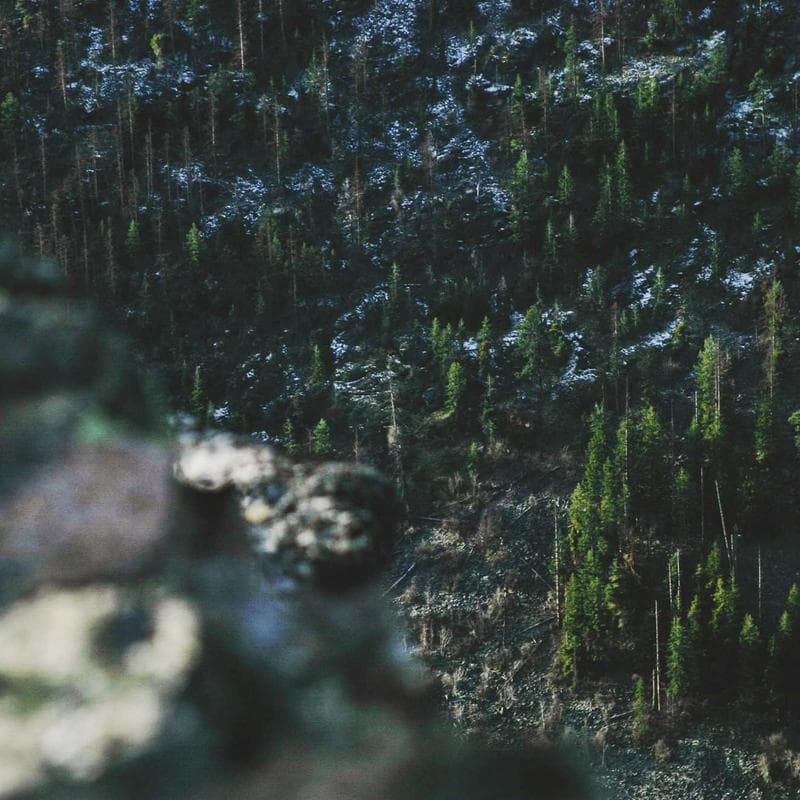 Native Shoes Jefferson Kids - Image 2