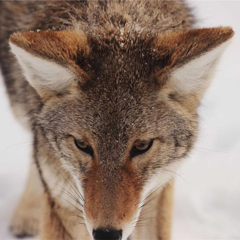 Thirsties Duo Wrap Cloth Diaper Cover