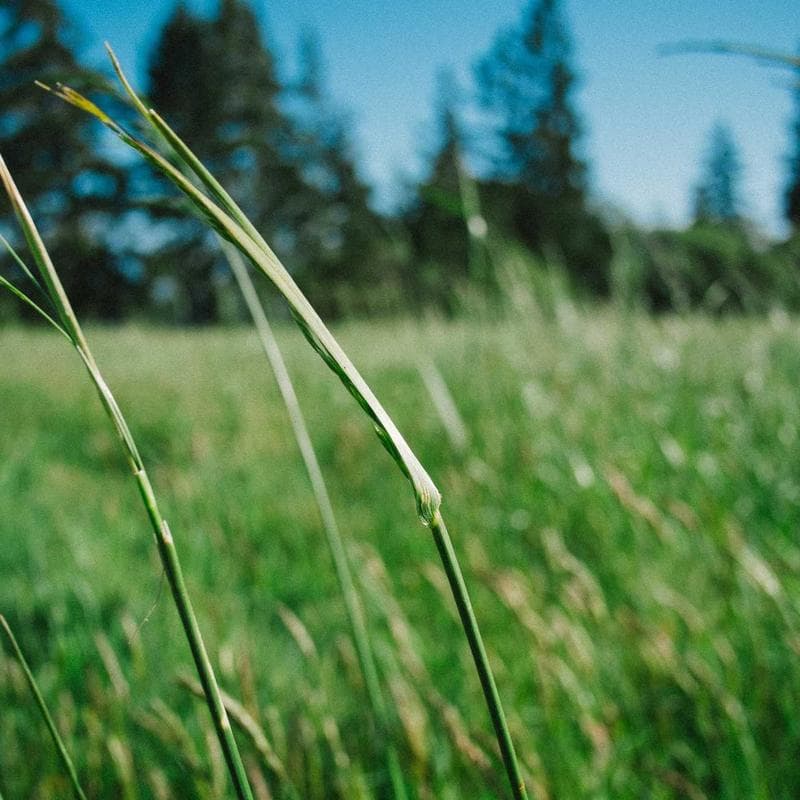 Thirsties Duo Wrap Cloth Diaper Cover - Image 3